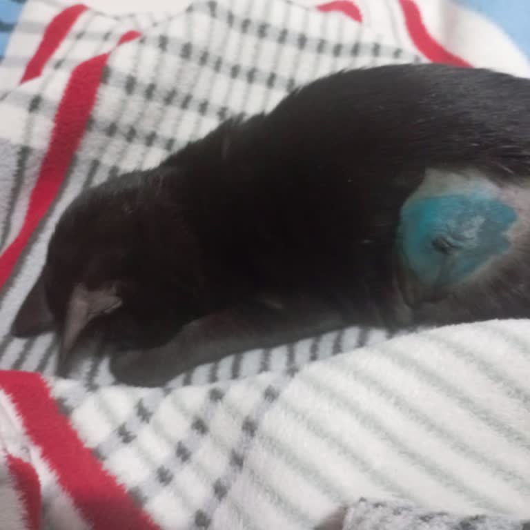 Kısırlaştırma Sonrası İhmal Ve Bilgilendirme Eksikliği Nedeniyle Kedimin Kaybı