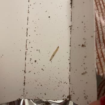 Aldığım Tatlıdan Kurt Çıktı, Gıda Güvenliği Konusunda Endişeliyim