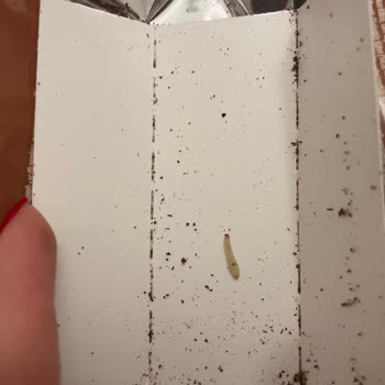 Aldığım Tatlıdan Kurt Çıktı, Gıda Güvenliği Konusunda Endişeliyim