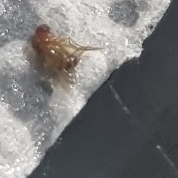 Satın Aldığım Noodle Ürününden Böcek Çıkması Nedeniyle Güven Kaybı