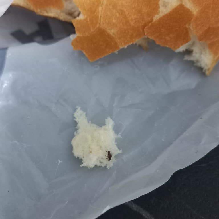Aldığım Ekmeğin İçinde Ölü Böcek Çıktı, Hijyen Ve Güvenlik Endişesi Yaşıyorum