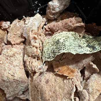 Aldığımız Dönerin İçinden Plastik Parça Çıktı Sağlık Endişesi Ve Hayal Kırıklığı Yaşadık