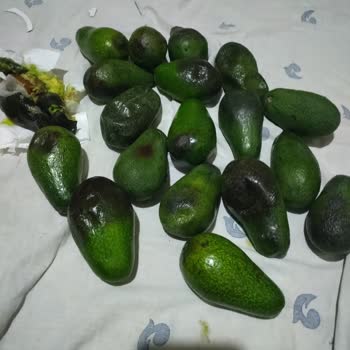 Tropikal Antalya 18 Adet Avokado Çürük, Ezik Ve Küflenmiş