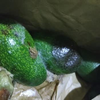 Tropikal Antalya 18 Adet Avokado Çürük, Ezik Ve Küflenmiş