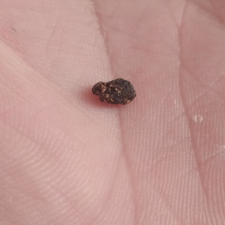 Camel Sigara Paketinde Fare Pisliğiyle Karşılaştım, Hijyen Ve Sağlık Riski Yaşadım