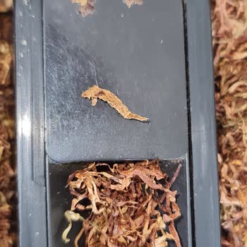 Camel Sigara Paketinde Fare Pisliğiyle Karşılaştım, Hijyen Ve Sağlık Riski Yaşadım
