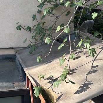 Divan Pastanesi Erenköy Şubesi'nin Dış Cephesi Bakımsız Ve Kirli