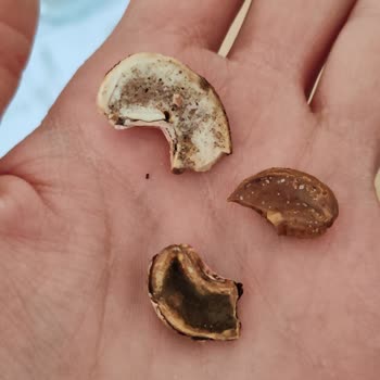 Çitlekçi Mağazasından Aldığım Kaju Ve Fındık Bayat Çıktı İnsan Sağlığı Tehlikede