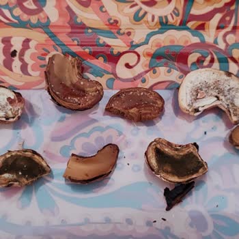 Çitlekçi Mağazasından Aldığım Kaju Ve Fındık Bayat Çıktı İnsan Sağlığı Tehlikede