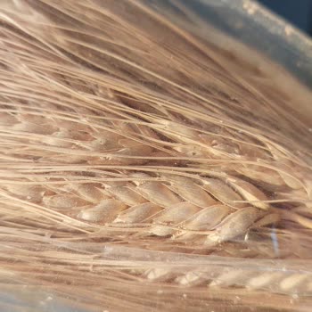 Doğtaştan Aldığım Çiçekler Böcekli Çıktı İade Kodu Gönderilmiyor Mağdurum