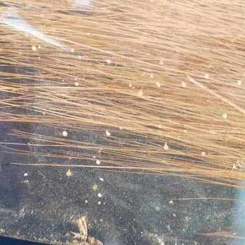 Doğtaştan Aldığım Çiçekler Böcekli Çıktı İade Kodu Gönderilmiyor Mağdurum