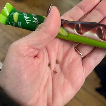 Rossmann Çikolata İçinden Fıstık Kabuğu Çıktı, Hayal Kırıklığı Yaşadım