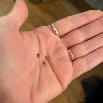 Rossmann Çikolata İçinden Fıstık Kabuğu Çıktı, Hayal Kırıklığı Yaşadım