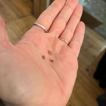 Rossmann Çikolata İçinden Fıstık Kabuğu Çıktı, Hayal Kırıklığı Yaşadım