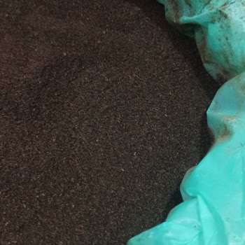 Çaykur Tiryaki Çay'da Yoğun Çay Tozu Sorunu Ve Mağduriyet