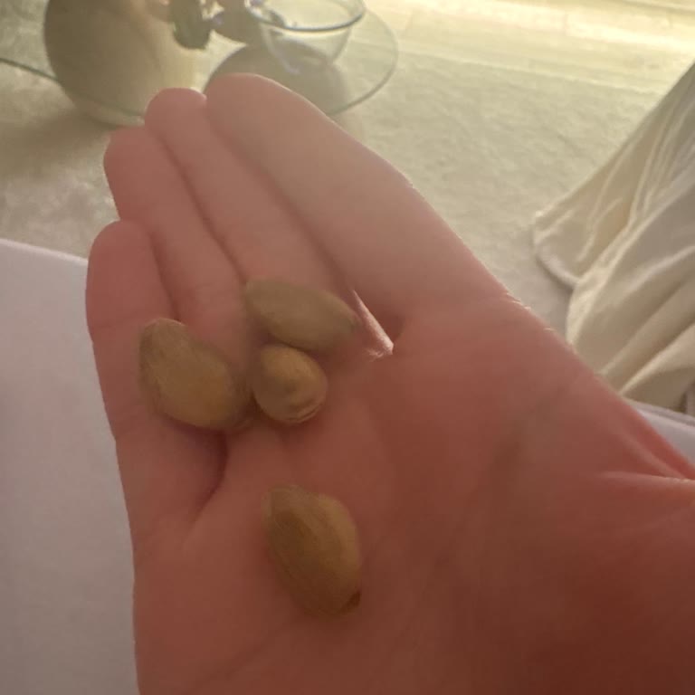 Koçak Baklava’dan Aldığım Antep Fıstığı Bayat Ve Kapalı Çıktı, İade Talep Ediyorum