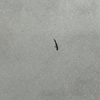 Sirke İçinde Böcek Çıktı, Firma Sessiz Kaldı