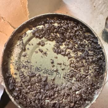 Migros Sanal Market'ten Aldığım Mısır Konservesinde Böcek Ve Hijyen Sorunu