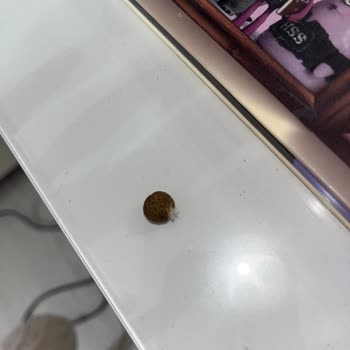 Farmina ND Pollo Granada Alimento Gato, encontré pelo en el producto