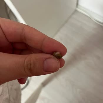 Farmina ND Pollo Granada Alimento Gato, encontré pelo en el producto