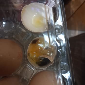 A101'den Aldığım Yumurtalar Bozuk Çıktı, Resmi İşlem Yapılmadı