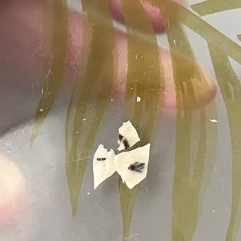 Tarhana Cipsinde Kurt Ve Sinek Şoku: Hijyen Endişesi