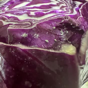 Böcekli Lahana Satışı Nedeniyle Ücret İadesi Talebim