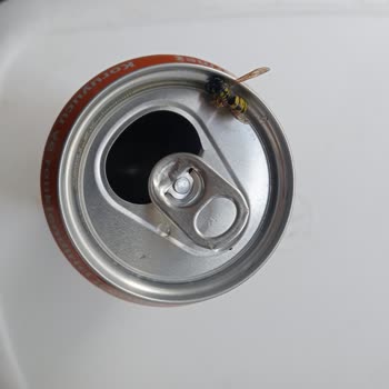 Satın Aldığım İçecekten Ölü Arı Çıktı, Sağlık Ve Güvenlik Endişesi Yaşıyorum