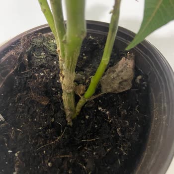 Çiçek Sepeti’nden Solmuş Ve Kirli Çiçek Teslimatı Hayal Kırıklığı Yarattı