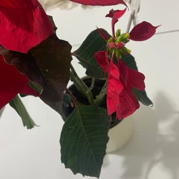 Çiçek Sepeti’nden Solmuş Ve Kirli Çiçek Teslimatı Hayal Kırıklığı Yarattı