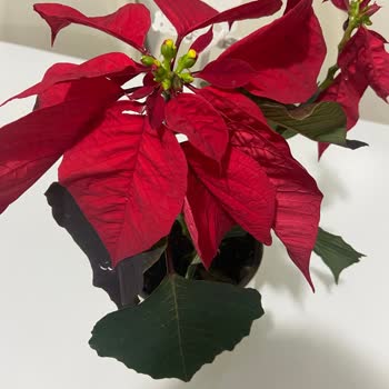 Çiçek Sepeti’nden Solmuş Ve Kirli Çiçek Teslimatı Hayal Kırıklığı Yarattı