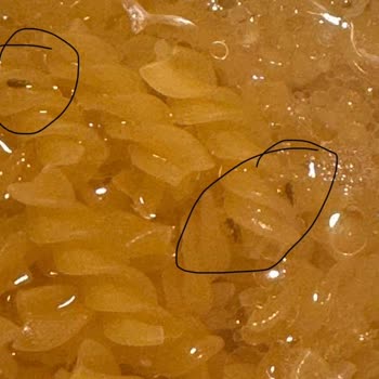 Aldığım Makarnada Böcek Çıktı, Sağlığımız Tehlikeye Girdi