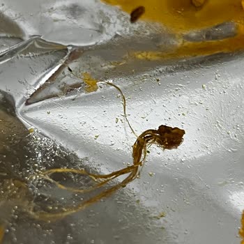 Aldığım Cipsin İçinden Yabancı Madde Çıkmasıyla Yaşadığım Endişe