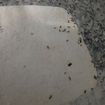 Satın Aldığım Salepten Böcek Çıktı, Mağaza Dönüş Yapmıyor