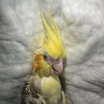 Küçükçekmece Pet Ve Kuş Veteriner Kliniği Veteriner Şikayeti