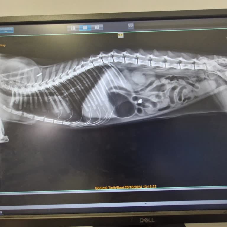 Maça Veteriner Kliniği'nde Operasyon Sonrası Yaşanan Süreçte Bilgi ve Belge Tutarsızlıkları