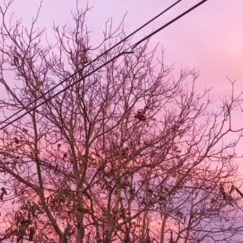 Millenicomdan Günlerdir Süren İnternet Kesintisi Ve Mağduriyet