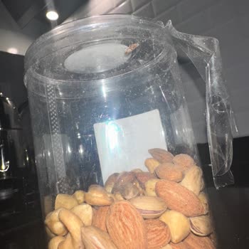 Çağdaş Marketler Kuruyemişte Böceklenme Sorunu Ve Para İadesi Talebi