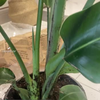 Es Plante Bitki Firmasının Gönderdiği Bitki Karşısındaki Umursamazlığı!
