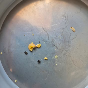 Yeşil Mercimekte Ölü Böcekler Ve Müşteri Hizmetlerinden Yanıt Alamadım