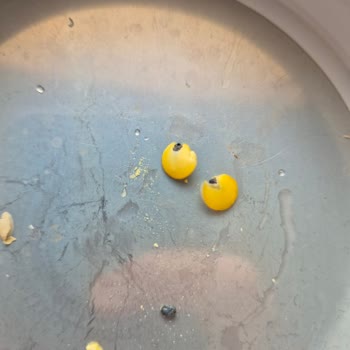 Yeşil Mercimekte Ölü Böcekler Ve Müşteri Hizmetlerinden Yanıt Alamadım