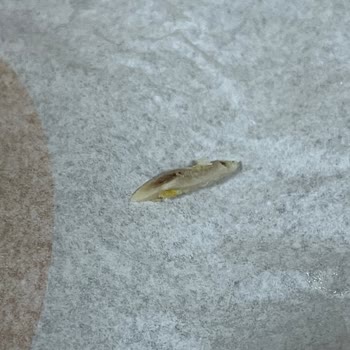 Burger King Siparişimde Tavuk Tırnağı Çıktı: Hijyen Ve Sağlık Riski