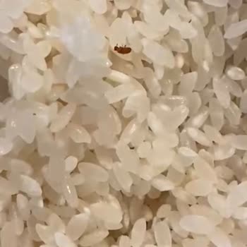 Migros M Life Bio Organik Pirinçte Tekrarlayan Böcek Sorunu