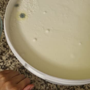 Taze Yoğurtta Küf Oluşumu Ve Sağlık Endişesi