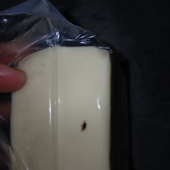 Vakumlu Kaşar Peynirinde Sinek Çıkması Ve Yorumumun Yayınlanmaması