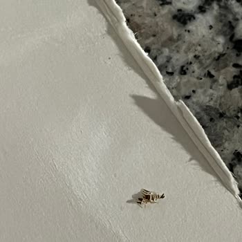 Barilla Spaghetti Paketinden Çıkan Yabancı Cisimler Hijyen Endişesi Yarattı