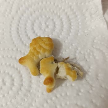 Çocukların Tükettiği Krakerde Yabancı Madde Şoku: Sağlık Riski Ve Hayal Kırıklığı