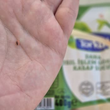 Torku Sucukta Hijyen Sorunu Ve Sağlık Riski Yaşadık