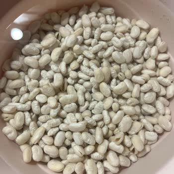 Satın Alınan Kuru Fasulyede Kalite Sorunu Ve Dağılma Problemi