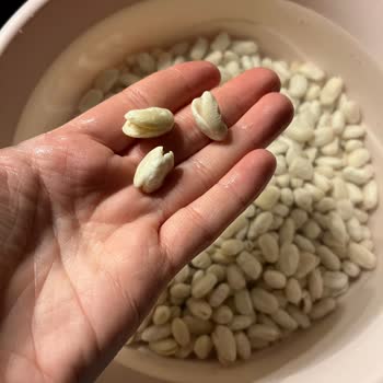 Satın Alınan Kuru Fasulyede Kalite Sorunu Ve Dağılma Problemi